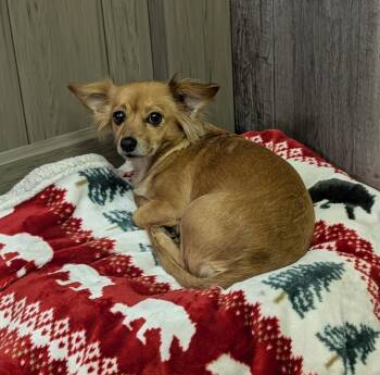 Chihuahua Dogs Available for Adoption - Carmella | PetCurious