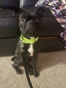 Rescue Pug Dogs for Adoption in Plymouth, Michigan - Bruno | PetCurious