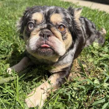 Berry -  French Bulldog Dog for Adoption in Latrobe, Pennsylvania - Berry | PetCurious