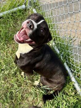 SCARLET -  Pit Bull Terrier and Mixed Breed Dog for Adoption in Kalamazoo, Michigan - SCARLET | PetCurious