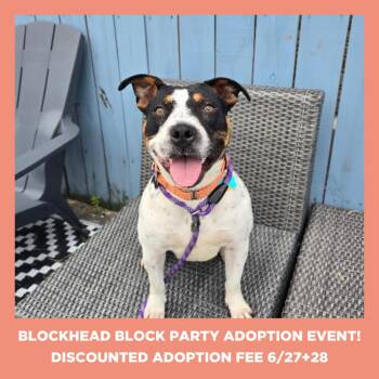 Gyoza -  Pit Bull Terrier and Cattle Dog Dog for Adoption in Chicago, Illinois - Gyoza | PetCurious