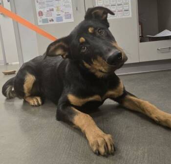 Rescue Fox Terrier and Mixed Breed Dogs for Adoption in Fresno, California - Dunkin | PetCurious