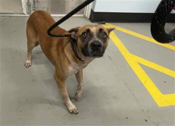 GENE -  Mixed Breed Dog for Adoption in Palmetto, Florida - GENE | PetCurious