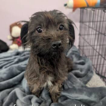 Teacup - white collar -  Mixed Breed Dog for Adoption in West Plains, Missouri - Teacup - White Collar | PetCurious