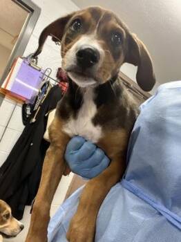 Quest -  Mixed Breed Dog for Adoption in Fort Worth, Texas - Quest | PetCurious