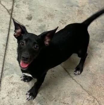 Tomfolery -  Mixed Breed Dog for Adoption in Lampasas, Texas - Tomfolery | PetCurious