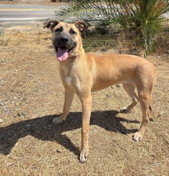 Rescue Rhodesian Ridgeback Dogs for Adoption - PEACHES | PetCurious