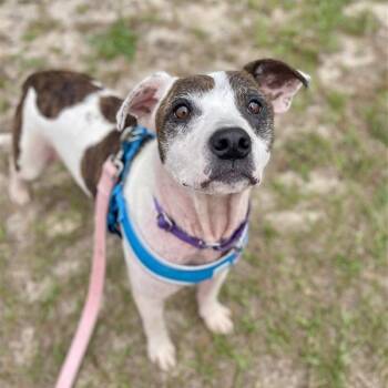 Mixed Breed Dogs Available for Adoption in Freeport, Florida - Haiti | PetCurious
