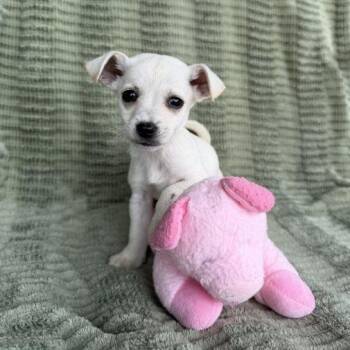 Dachshund and Terrier Dogs Available for Adoption in Carencro, Louisiana - Duffle | PetCurious