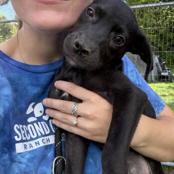 Panic -  Mixed Breed Dog for Adoption in New Boston, New Hampshire - Panic | PetCurious