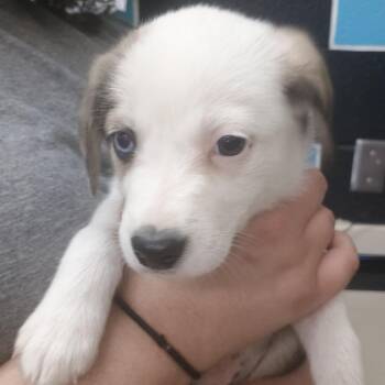 Mixed Breed Dogs Available for Adoption in Ardmore, Oklahoma - Comet | PetCurious