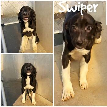 Swiper -  Border Collie Dog for Adoption in Saint James, Missouri - Swiper | PetCurious