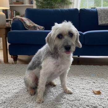 Terrier Dogs Available for Adoption in Pittsfield, Illinois - Scotty | PetCurious