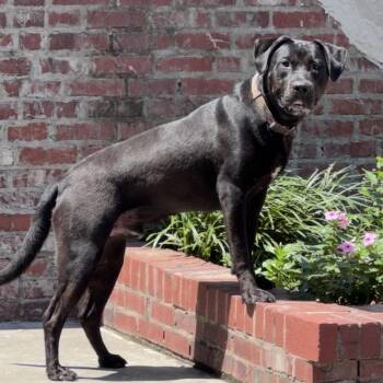 Togo (100 adoption fee) -  Black Labrador Retriever and Mastiff Dog for Adoption in Atlanta, Texas - Togo (100 Adoption Fee) | PetCurious