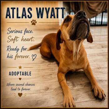 Atlas Wyatt -  Labrador Retriever and Pit Bull Terrier Dog for Adoption in Farmington, Missouri - Atlas Wyatt | PetCurious