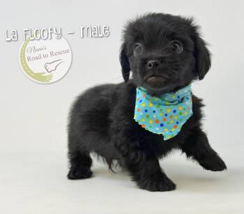 Pekingese and Dachshund Dogs Available for Adoption in Benton, Louisiana - La Floofy | PetCurious