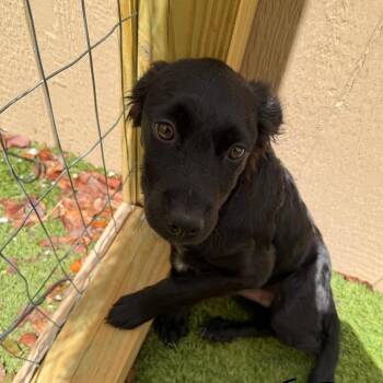 Enzo 1360 -  Mixed Breed Dog for Adoption in Loxahatchee Groves, Florida - Enzo 1360 | PetCurious