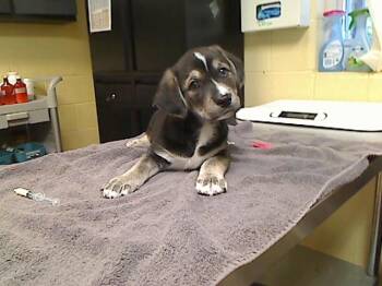 Labrador Retriever and Mixed Breed Dogs Available for Adoption in Cookeville, Tennessee - BOOTS | PetCurious