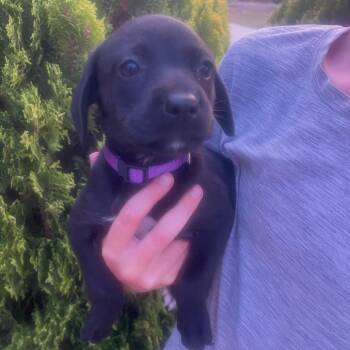 Kailani -  Labrador Retriever and Spaniel Dog for Adoption in Escondido, California - Kailani | PetCurious