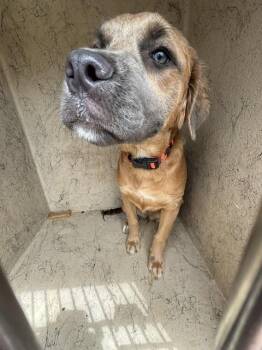 CHEWIE -  Cocker Spaniel and Mixed Breed Dog for Adoption in Oklahoma City, Oklahoma - CHEWIE | PetCurious