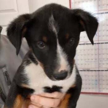 Rescue Australian Kelpie and Mixed Breed Dogs for Adoption in Lenoir, North Carolina - Crawdad (Minor League Litter) | PetCurious