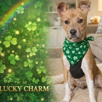 Labrador Retriever and Jack Russell Terrier Dogs Available for Adoption - JAKE | PetCurious