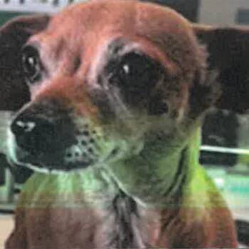 Chihuahua Dogs Available for Adoption in Los Angeles, California - Mimi A2274602 | PetCurious