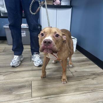 Chaos -  Pit Bull Terrier Dog for Adoption in Newark, New Jersey - Chaos | PetCurious