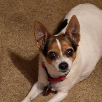 Baby -  Rat Terrier Dog for Adoption in Pittsburg, Kansas - Baby | PetCurious