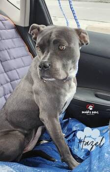 Pit Bull Terrier Dogs Available for Adoption - Hazel | PetCurious