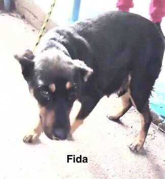 Fida -  Miniature Pinscher and Mixed Breed Dog for Adoption in Severance, Colorado - Fida | PetCurious