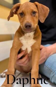 Vizsla Dogs Available for Adoption in Lafayette, California - Daphne | PetCurious