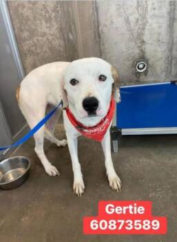 Retriever Dogs Available for Adoption in Dallas, Texas - Gertie | PetCurious