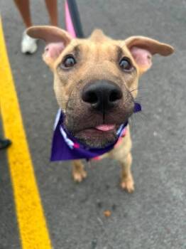 Snow -  Pit Bull Terrier and Mixed Breed Dog for Adoption in Irwin, Pennsylvania - Snow | PetCurious