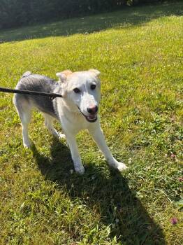 Ollie -  Husky and Shepherd Dog for Adoption in Port Jervis, New York - Ollie | PetCurious