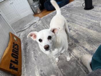 Chihuahua and Beagle Dogs Available for Adoption - Hilo | PetCurious