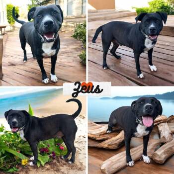 Pit Bull Terrier and Terrier Dogs Available for Adoption - Zeus | PetCurious