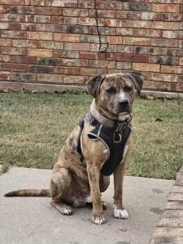Guapo -  Pit Bull Terrier Dog for Adoption in Warr Acres, Oklahoma - Guapo | PetCurious