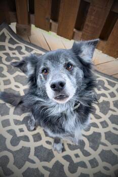 Australian Cattle Dog Blue Heeler and Australian Shepherd Dogs Available for Adoption - Hagrid | PetCurious