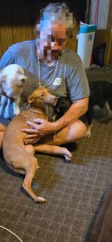 Chihuahua Dogs Available for Adoption - Lady Junebug | PetCurious