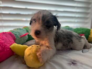 Schnauzer Dogs Available for Adoption - Sugar | PetCurious