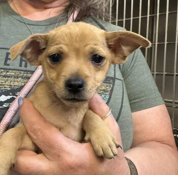 Bitsy -  Chihuahua Dog for Adoption in Blue Springs, Missouri - Bitsy | PetCurious