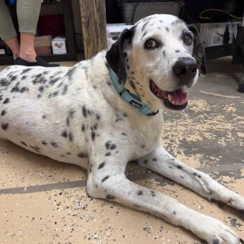Dottie -  Dalmatian and Mixed Breed Dog for Adoption in Newport, Tennessee - Dottie | PetCurious