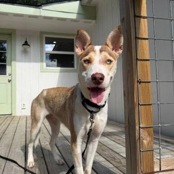 Lumi Rose Darling -  Husky and Pit Bull Terrier Dog for Adoption in Friendswood, Texas - Lumi Rose Darling | PetCurious