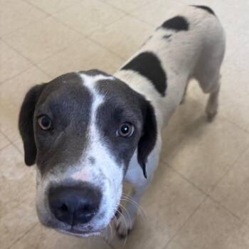 Mixed Breed Dogs Available for Adoption - Coyote | PetCurious