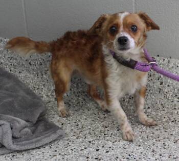 Terrier Dogs Available for Adoption - Bobbie (11410) | PetCurious