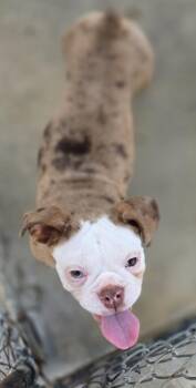 Mocha -  French Bulldog Dog for Adoption in Momence, Illinois - Mocha | PetCurious