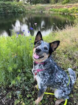 Laila (Portland, OR) -  Australian Cattle Dog Blue Heeler Dog for Adoption in Mount Vernon, Washington - Laila (Portland, OR) | PetCurious