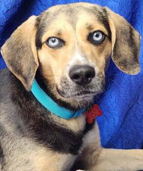 Brahm -  Beagle and Husky Dog for Adoption in Cuba, New York - Brahm | PetCurious