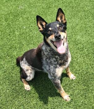 Yoda -  Cattle Dog and Mixed Breed Dog for Adoption in Frankfort, Kentucky - Yoda | PetCurious